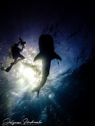Whaleshark and videographer silhouette by Lee Jellyman 